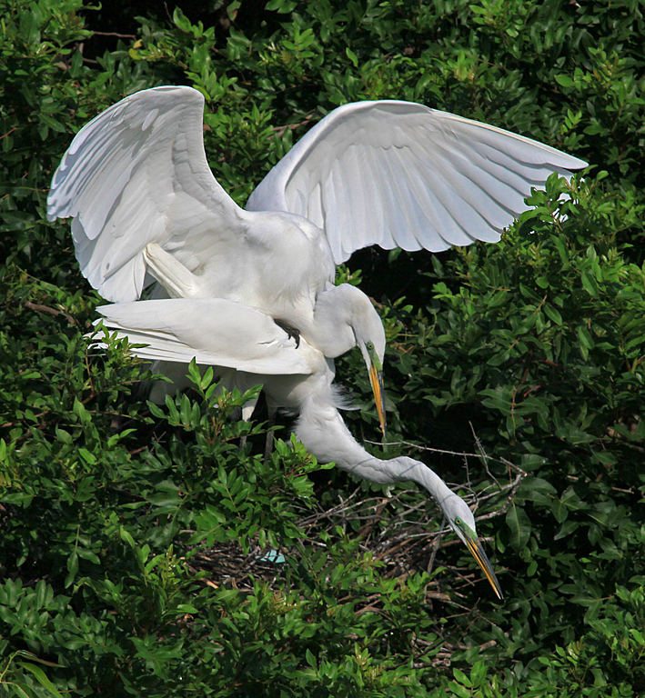 Great Egret Pair Mating 2   P O'Malley